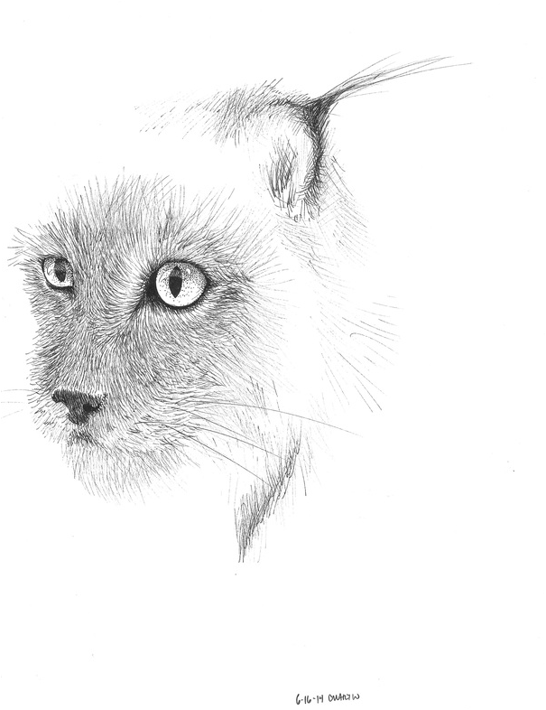 Carmen Martin Sketchbook: Lynx