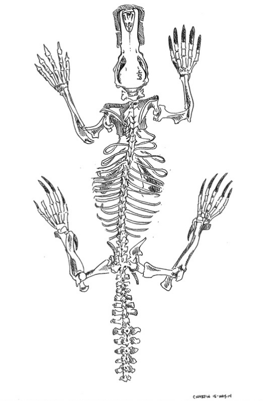 Carmen Martin Sketchbook: Platypus skeleton