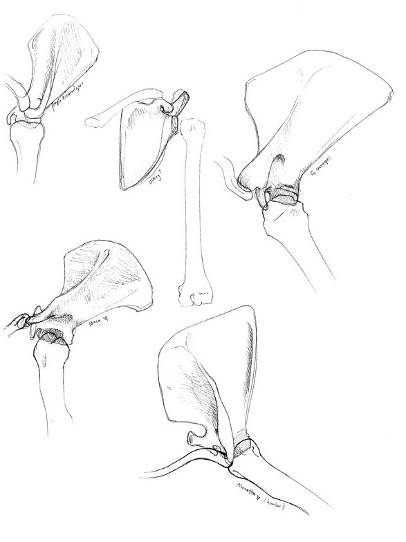 Carmen Martin Sketchbook: Primate shoulder girdle study