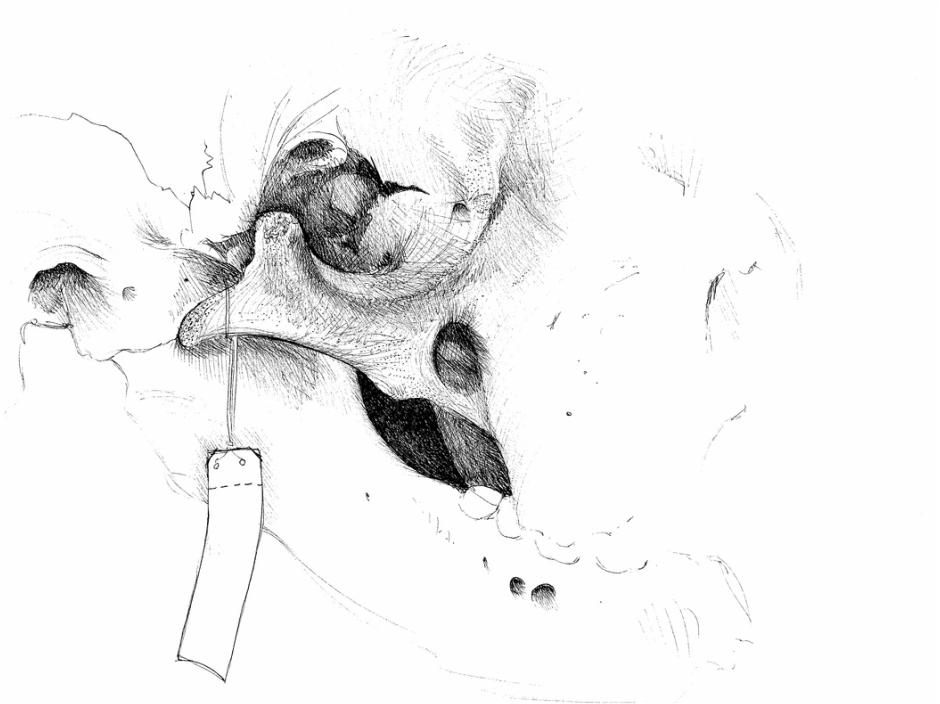 Carmen Martin Sketchbook: Atlantic walrus skull