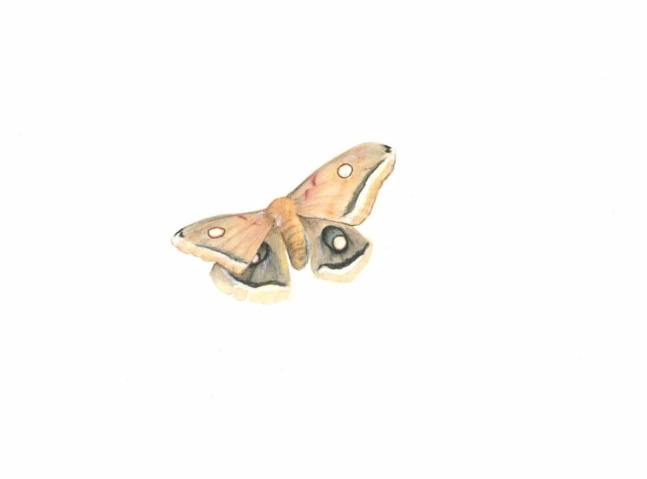 Carmen Martin Sketchbook: Polyphemus moth