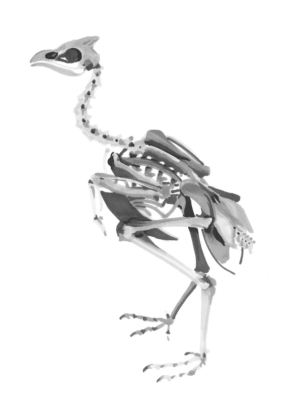 Carmen Matin, Art things: Crowned Guinea Fowl
