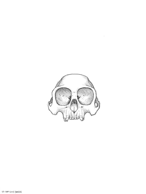 Carmen Martin Sketchbook: Monkey skull